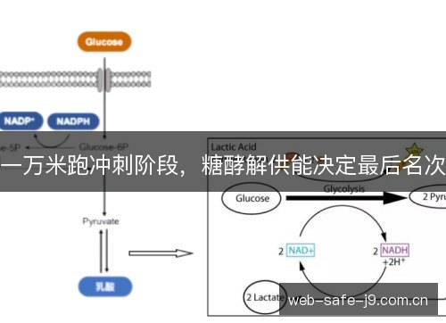 一万米跑冲刺阶段，糖酵解供能决定最后名次